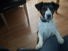 What mix is my mutt?