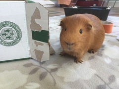Tell me everything you know about Guinea pigs.