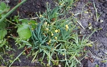 "in the midst of winter, I found there was within me, an invincible summer" Potting shed chat continues here