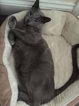 Russian Blue going bronze - anyone know why?