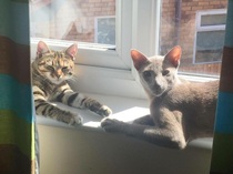 Are two cats just as easy as one?