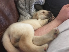 I'm getting a puppy!!