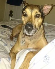 What mix is my mutt?