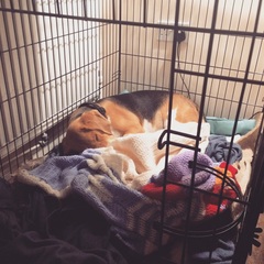 New Golden Pup: pen or crate?