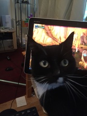 The cats-in-law have come for a holiday!