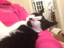 the paw - pictures