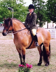 Any highland pony people here