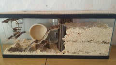Advice from experienced gerbil owners please...