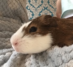Tell me everything you know about Guinea pigs.