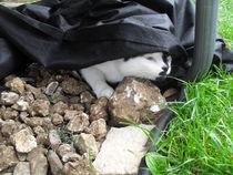 This isn't what I ordered!
