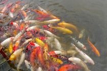 Pond fish death - heron or accident ?