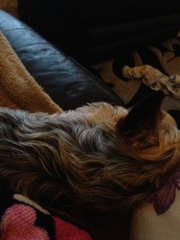 Sooo we are getting a temporary dog today