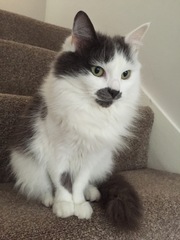 Anyone regretted having a cat?