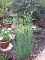 "in the midst of winter, I found there was within me, an invincible summer" Potting shed chat continues here