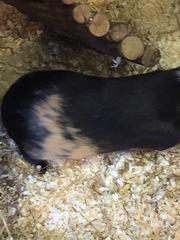 Tell me everything you know about Guinea pigs.