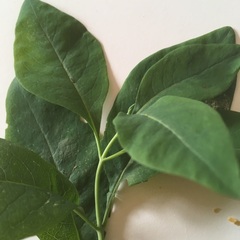 help to Identify this climber