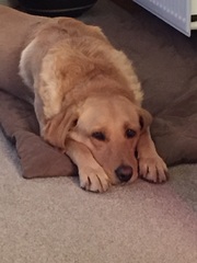 Does your dog attract attention?