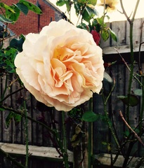 does anyone know anything about roses?