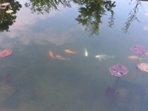 Pond fish death - heron or accident ?