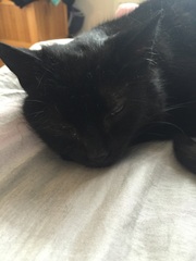 cozie or anyone? cat behaviour