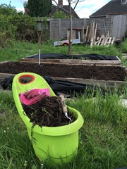 Allotment/Veg Patch Thread 6 -  Weed 'em and Reap!