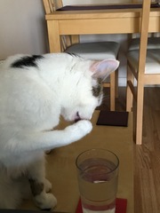 Cat drinking water. My water.