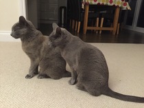 Russian Blue going bronze - anyone know why?