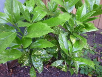 help with plant identification please!
