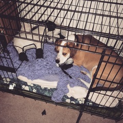 New Golden Pup: pen or crate?