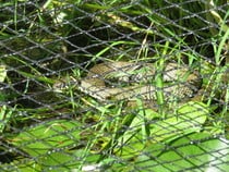 To ask you to look at the snake I found in the garden today? (title amended by MNHQ)