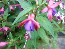 help with plant identification please!