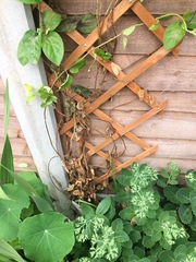 Honeysuckle woes.