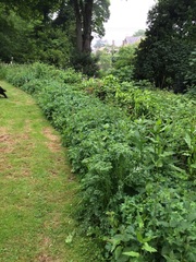 where on earth do I start? and how to get rid of hogweed?