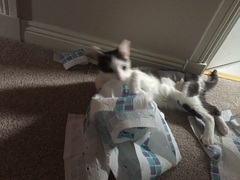 the paw - pictures