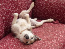 Key reasons for getting a dog - share them here - chance to WIN £300 NOW CLOSED