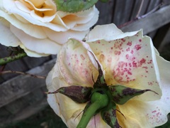 does anyone know anything about roses?