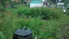 Allotment/Veg Patch Thread 6 -  Weed 'em and Reap!