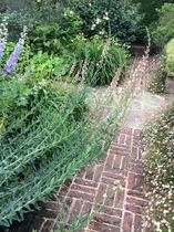 "in the midst of winter, I found there was within me, an invincible summer" Potting shed chat continues here