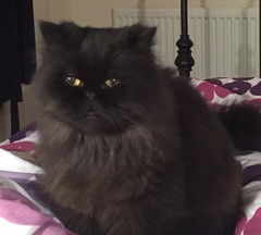 Suspected Heart Murmur :-(