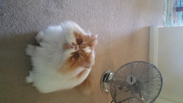 Who's got a hot pussy?