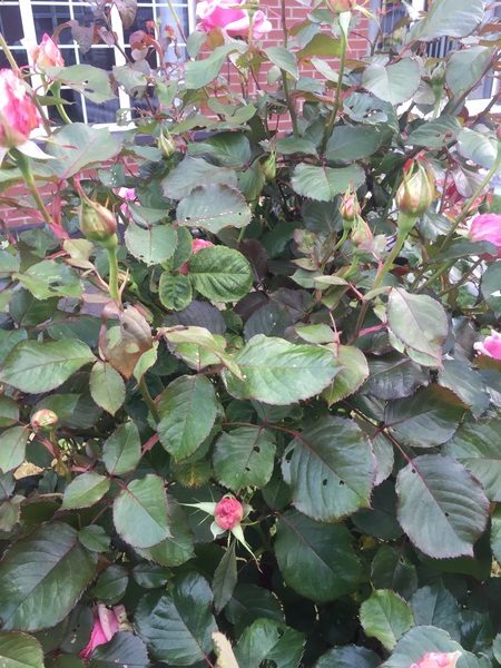 Help with these roses?
