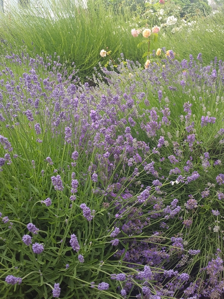 What's wrong with my lavender?