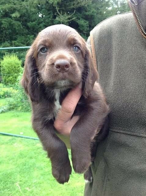 Puppy needs a name (photo included)