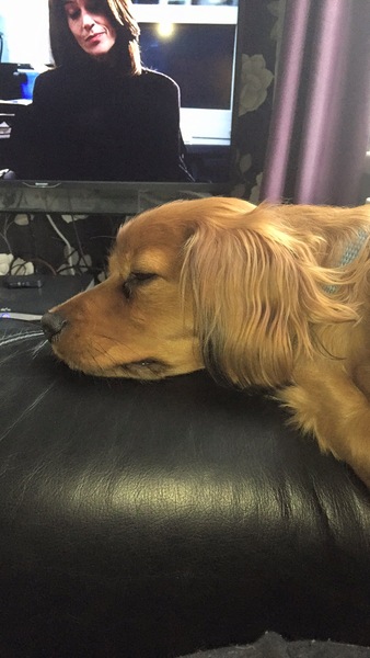 Share your dog's CV - chance to win £300! NOW CLOSED