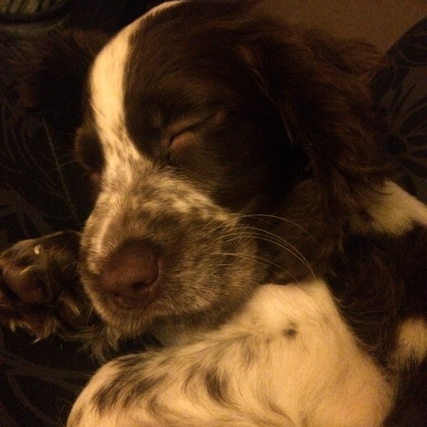 Anyone fancy a new puppy-support thread?