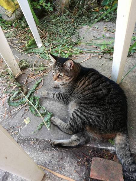 So today boy cat had an adventure