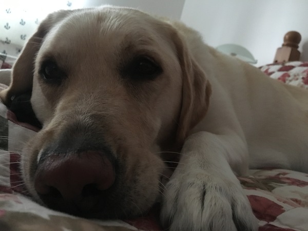 Share your dog's CV - chance to win £300! NOW CLOSED