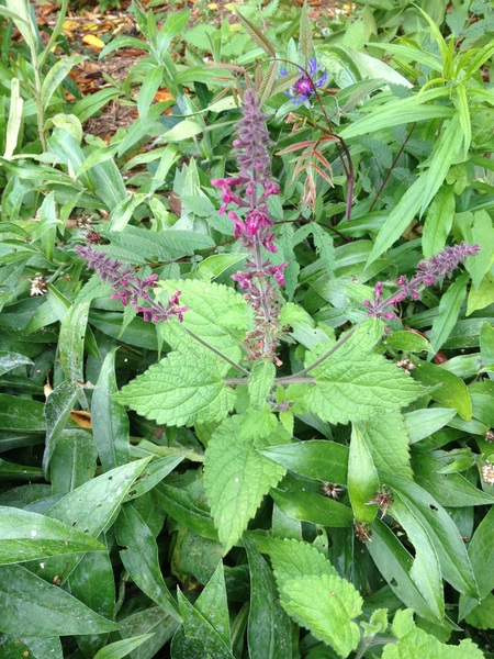 Any kind person able to tell me what this is pls