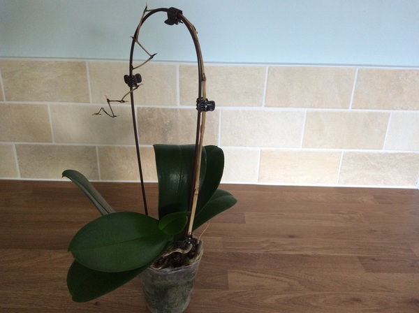 Anyone know anything about orchids?