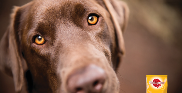 Share your dog's CV - chance to win £300! NOW CLOSED